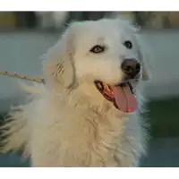 Foto dell\'animale cane - Matr. 2015/2008 - Microchip 380260042528964