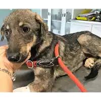 cane - Matr. 2018/1981 - Microchip 380260042931889