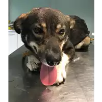 Foto dell\'animale cane - Matr. 2018/1977 - Microchip 380260043526803