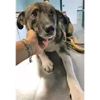 Foto dell\'animale cane - Matr. 2018/1979 - Microchip 380260042932063