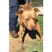 Foto dell\'animale cane - Matr. 2018/1986 - Microchip 380260042933125
