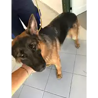 Foto dell\'animale cane - Matr. 2018/0505 - Microchip 380260140055706