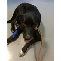 cane - Matr. 2018/1989 - Microchip 380260042787279