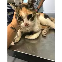 Foto dell\'animale gatto - Matr. 2018/1994 - Microchip 380260042787549