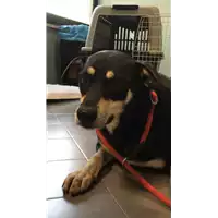 Foto dell\'animale cane - Matr. 2018/1995 - Microchip 380260043283120
