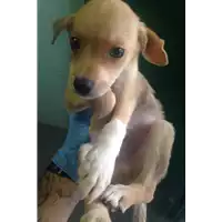 Foto dell\'animale cane - Matr. 2018/2000 - Microchip 380260042787809