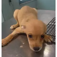 Foto dell\'animale cane - Matr. 2018/1997 - Microchip 380260042786631