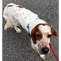Foto dell\'animale cane - Matr. 2018/2004 - Microchip 380260041414669