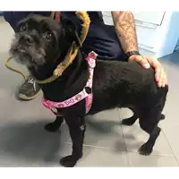 cane - Matr. 2018/2018 - Microchip 380260042932130