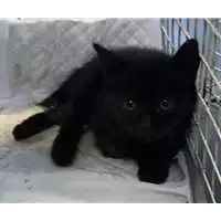Foto dell\'animale gatto - Matr. 2018/2019 - Microchip 380260043640407