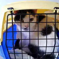 Foto dell\'animale gatto - Matr. 2018/2024 - Microchip 380260042932835