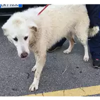 Foto dell\'animale cane - Matr. 2012/1630 - Microchip 380260040149262