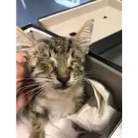 Foto dell\'animale gatto - Matr. 2018/2026 - Microchip 380260043640351