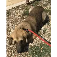 Foto dell\'animale cane - Matr. 2018/2027 - Microchip 380260042933280