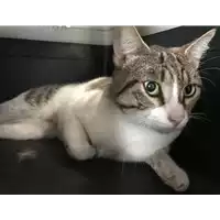 Foto dell\'animale gatto - Matr. 2018/2030 - Microchip 380260043639683