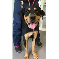 Foto dell\'animale cane - Matr. 2018/2031 - Microchip 380260043640266