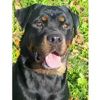 Foto dell\'animale cane - Matr. 2018/2036 - Microchip 380260042932285