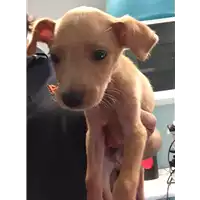 Foto dell\'animale cane - Matr. 2018/2037 - Microchip 380260042932090