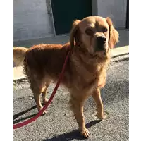 Foto dell\'animale cane - Matr. 2018/2041 - Microchip 380260042933321
