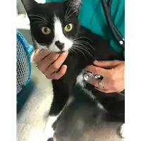 Foto dell\'animale gatto - Matr. 2018/2040 - Microchip 380260042933203