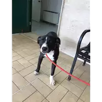 Foto dell\'animale cane - Matr. 2018/2046 - Microchip 380260042932763