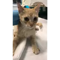 Foto dell\'animale gatto - Matr. 2018/2045 - Microchip 380260042932418