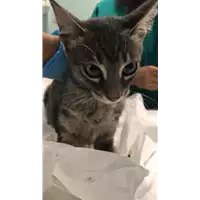 Foto dell\'animale gatto - Matr. 2018/2044 - Microchip 380260042933329