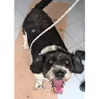 Foto dell\'animale cane - Matr. 2013/0228 - Microchip 380260040581362