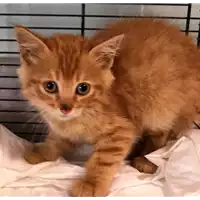 Foto dell\'animale gatto - Matr. 2018/2050 - Microchip 380260042932103