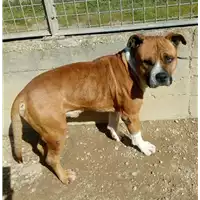 Foto dell\'animale cane - Matr. 2016/2133 - Microchip 900032000459993