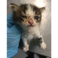 Foto dell\'animale gatto - Matr. 2018/2052 - Microchip 380260042932320