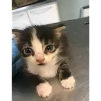 Foto dell\'animale gatto - Matr. 2018/2055 - Microchip 380260042933209