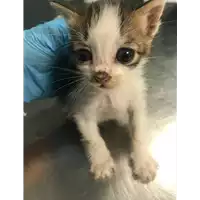 Foto dell\'animale gatto - Matr. 2018/2056 - Microchip 380260042932338