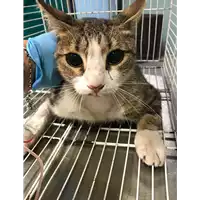 Foto dell\'animale gatto - Matr. 2018/2060 - Microchip 380260042933040