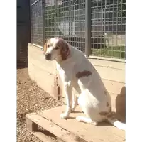 Foto dell\'animale cane - Matr. 2016/1768 - Microchip 380260042788976