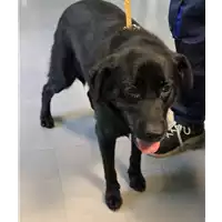 Foto dell\'animale cane - Matr. 2018/2065 - Microchip 380260000382885