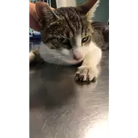 Foto dell\'animale gatto - Matr. 2018/2071 - Microchip 380260042903393