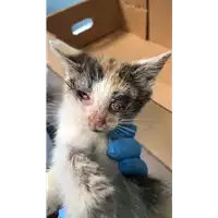 Foto dell\'animale gatto - Matr. 2018/2070 - Microchip 380260043680891