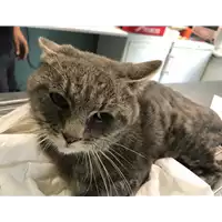 Foto dell\'animale gatto - Matr. 2018/2074 - Microchip 380260043680499