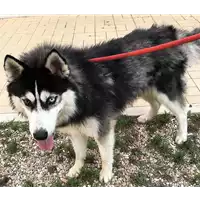 cane - Matr. 2018/2079 - Microchip 380260042902571