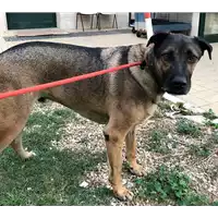 Foto dell\'animale cane - Matr. 2018/2078 - Microchip 380260040900857