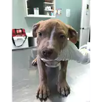 Foto dell\'animale cane - Matr. 2018/2085 - Microchip 380260043523906