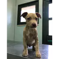 Foto dell\'animale cane - Matr. 2018/2086 - Microchip 380260043526860