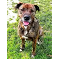 Foto dell\'animale cane - Matr. 2018/2088 - Microchip 380260042933200
