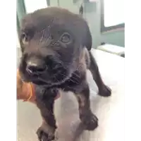 Foto dell\'animale cane - Matr. 2018/2095 - Microchip 380260043680574