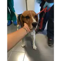 Foto dell\'animale cane - Matr. 2018/2096 - Microchip 380260070208452