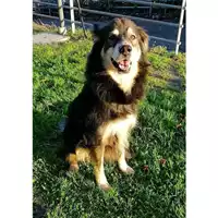 Foto dell\'animale cane - Matr. 2015/0884 - Microchip 380260070144880