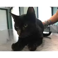 Foto dell\'animale gatto - Matr. 2018/2098 - Microchip 380260042787212