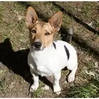 Foto dell\'animale cane - Matr. 2017/2693 - Microchip 380260042815974