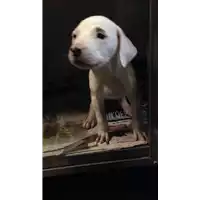 Foto dell\'animale cane - Matr. 2018/2101 - Microchip 380260042787590